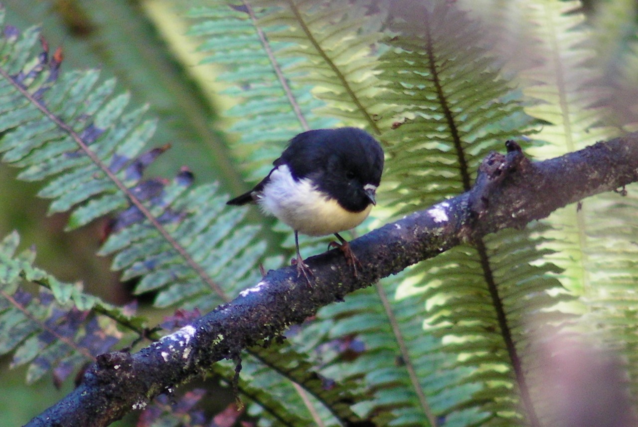 A picture of a tomtit (bird)