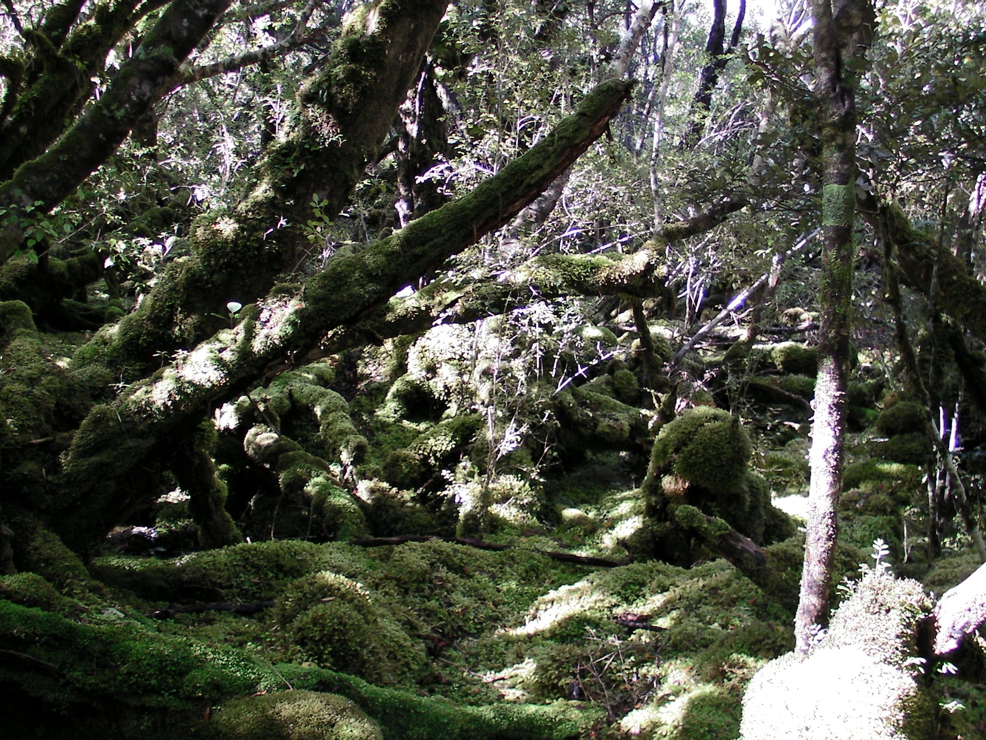 Moss-covered Rakiura forest
