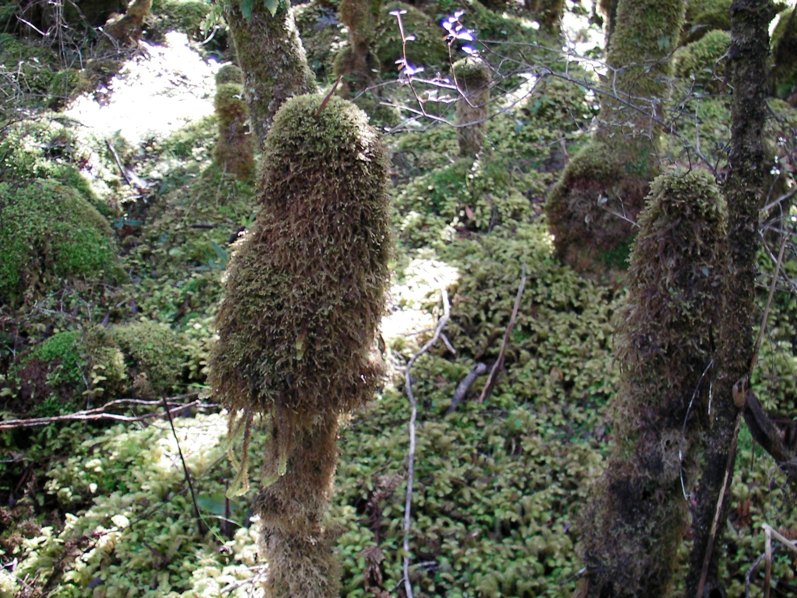 A picture of the Rakiura interior undergrowth