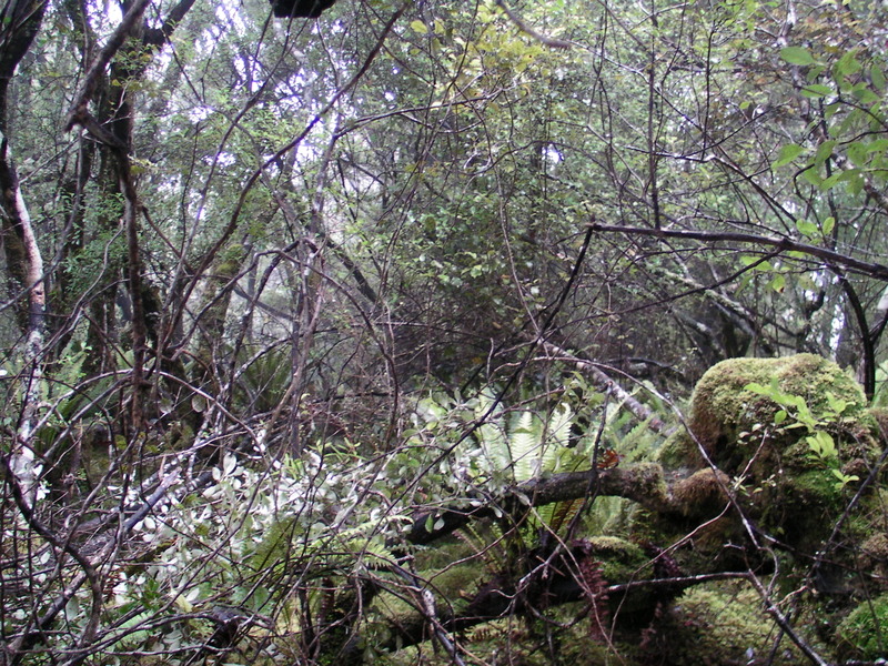 A picture showing an undergrowth covered by small spindly branches